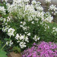 Насіння іберіса