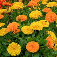 Насіння календули