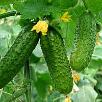 Насіння огірка партенокарпічний Мільйонер F1 (Франція), 100 г