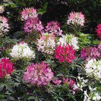 Насіння клеомы