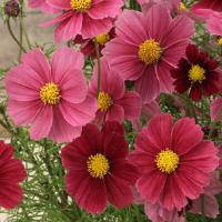 Насіння космеї