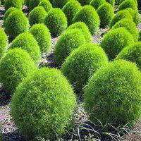 Насіння кохіі