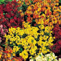 Насіння лакфиоли (хейрантуса)