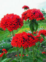 Ліхніс Холцедоніка (Зорька халцедонська), багаторічник, 0,1 г, насіння Яскрава