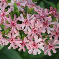 Насіння лихниса