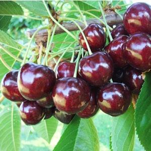 Черешня Стаккато (пізня), фото 1