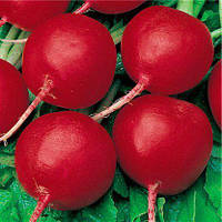 Насіння редиски Алий Шар (Італія), 1200 насінин.