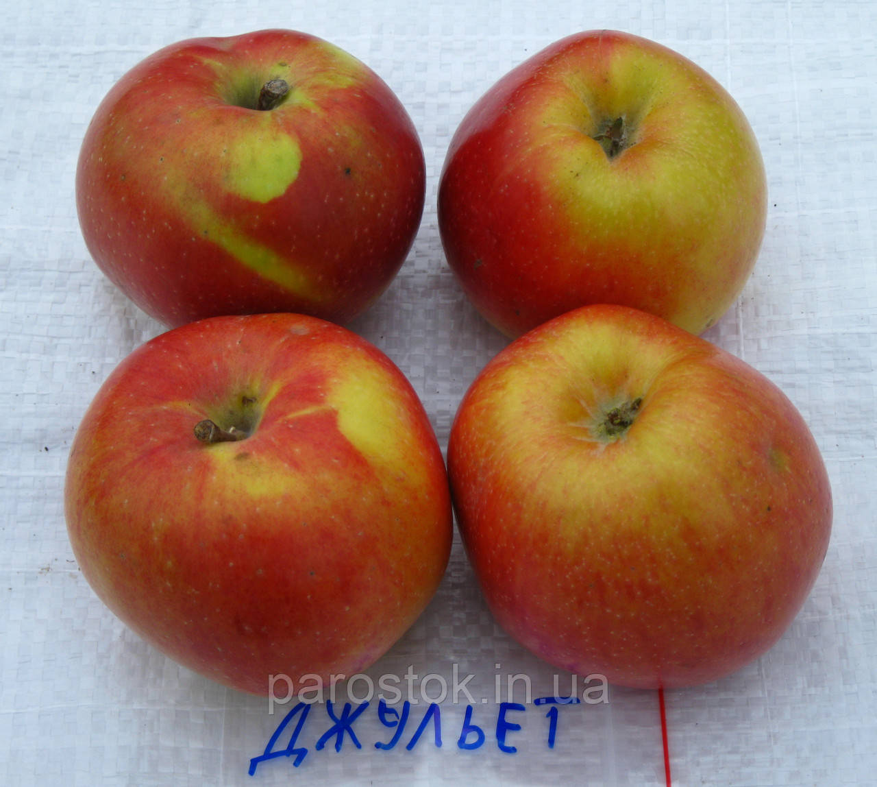 Яблуня Джульєт. (М26). (вв/кр). Зимовий сорт