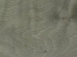 Шпон Сікамор Фризі фарбований Табу Арт. 09.S.006