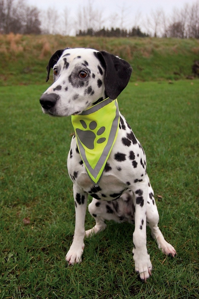 Бандана Trixie Neckerchief для собак светоражающая S-M