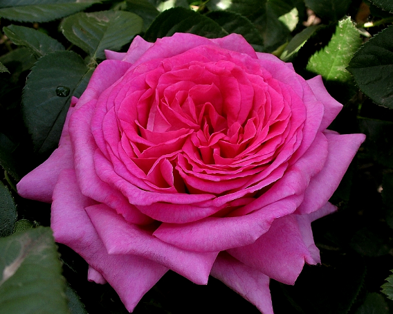 Троянда Dames de chenonceau (Дами Шенонсо), корінь ОКС, фото 1