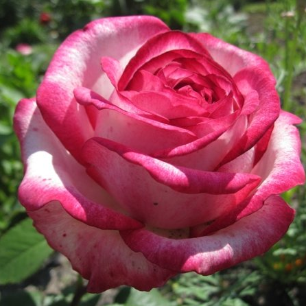 Троянда Attracta (Атракту), корінь ОКС , фото 1