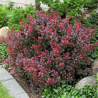 Барбарис тунберга Атропурпуреа Нана (Berberis thunbergii Atropurpurea Nana)