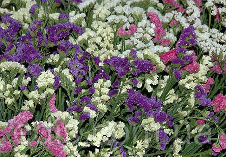 Лімоніум (Кермек, Статиця) насіння 0,1 г, фото 2