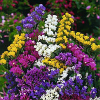 Насіння лімоніума