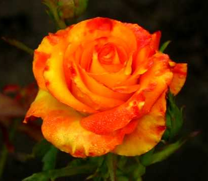 Троянда Tucan (Тукан), корінь ОКС , фото 1