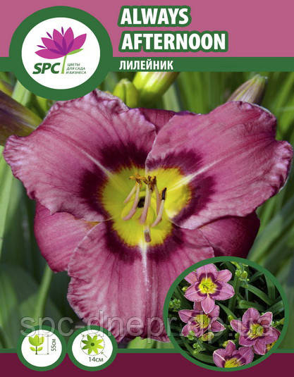 Лілейник Always Afternoon
