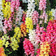 Ротики гігантські (Левовий зев) 0,2 г насіння Яскрава