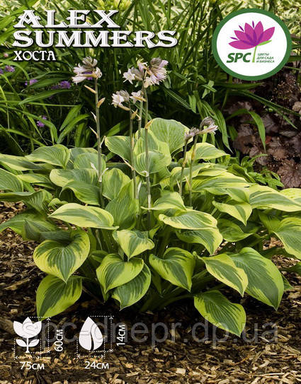 Хоста Alex Summers