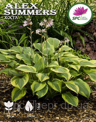Хоста Alex Summers, фото 1