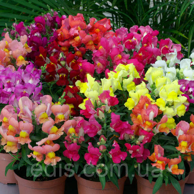 Левовий зев низькоросла суміш 0,2 г