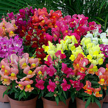 Левовий зев низькоросла суміш 0,2 г