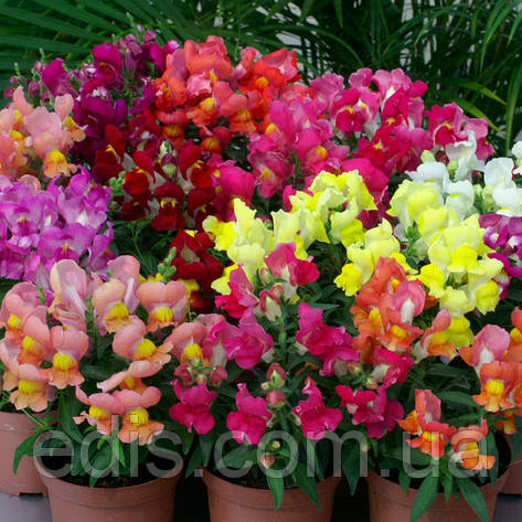 Левовий зев низькоросла суміш 0,2 г, фото 1