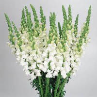 Ротики Білі (Левовий зев) 0,2 г, насіння Яскрава