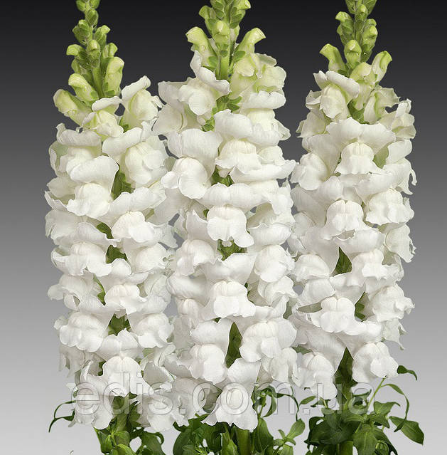 SEV ホワイト 48cm Львиный зев Белый 0,2 г. семена Яскрава: продажа, цена в