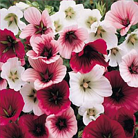 Насіння малопа