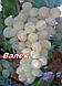 Саджанці винограду раннього терміну дозрівання сорту Валек, фото 2