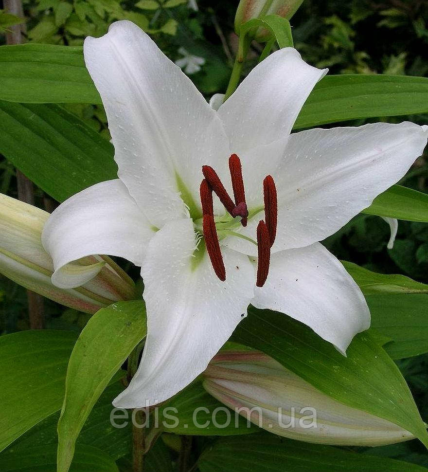 Лілія орієнтальна Simplon (Сімплон) 1 цибулина 12/14
