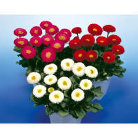 Насіння маргаритки