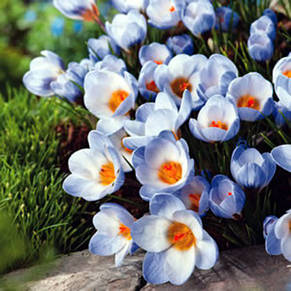 Крокус Ботанічний Blue Pearl (Блю Перл) 5 цибулин, фото 3