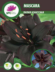 Лілію азійської Mascara