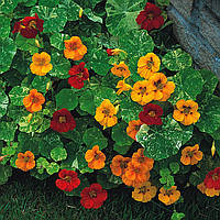 Насіння настурції