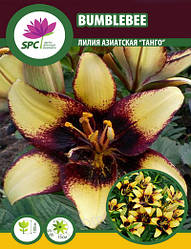 Лілія азійський танго Bumblebee