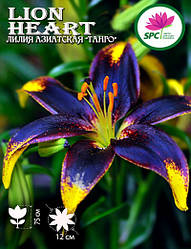 Лілія азійська танго Lion Heart