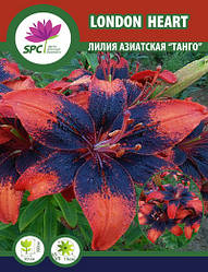 Лілія азійський танго London Heart