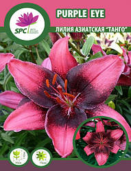 Лілія азійський танго Purple Eye
