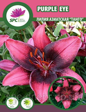 Лілія азіатська танго Purple Eye, фото 2
