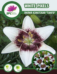 Лілія азійська танго White Pixels