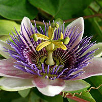 Насіння пасифлори
