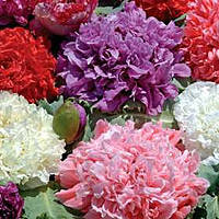 Насіння маку