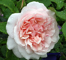 Троянда Eifelzauber (Магія Ейфеля), корінь ОКС