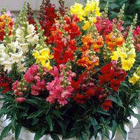 Насіння ротиків