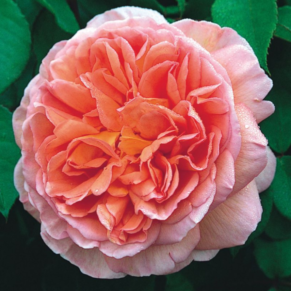 Троянда Abraham Darby (Абрахам Дербі) англійська гор 3л