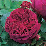 Троянда Falstaff (Фалефаф), фото 4