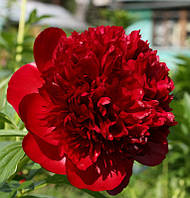 Півонія трав'янистий високорослий Red Charm кореневище