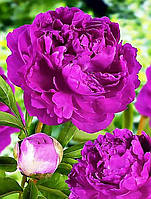 Півонія трав'янистий високорослий Riches and Fame кореневище